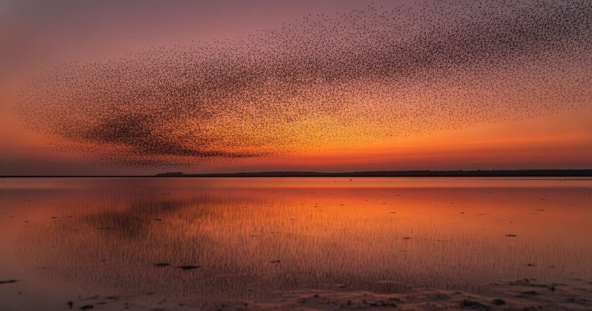 Vast murmuration of starlings sweeping across an orange sunset sky above a calm estuary